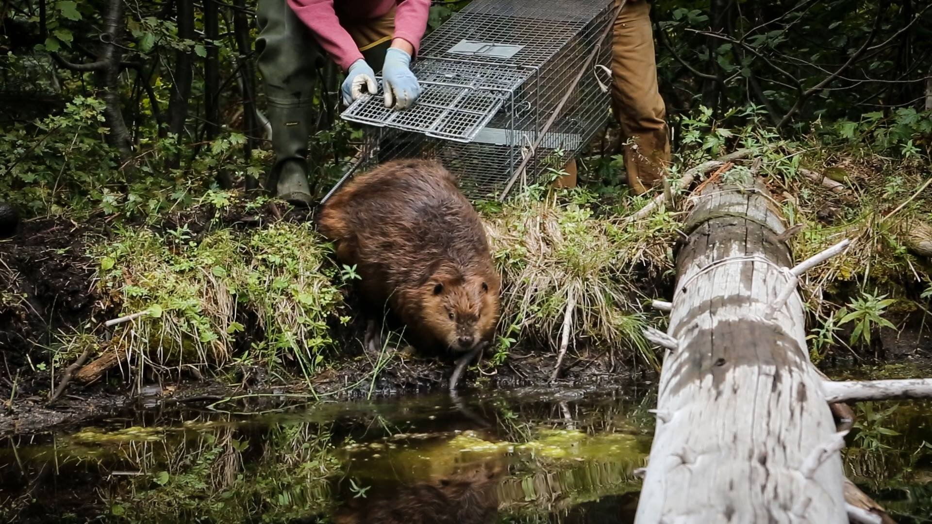 beaver-release-bella – Project Beaver