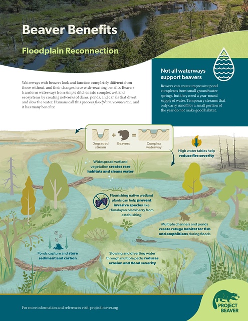 Beavers_and_Floodplain_Reconnection_2025 – Project Beaver